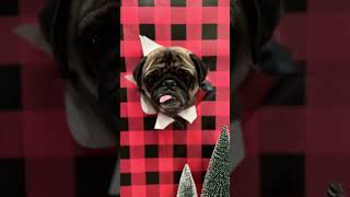 Christmas photos with pugs🌲 #christmas #pug #funnypugs #funnyanimals #funnydogs  #funny #funnypets
