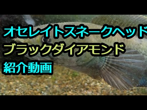 オセレイトスネークヘッド ブラックダイアモンドの紹介動画 Youtube