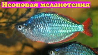 Неоновая меланотения - Melanotaenia praecox