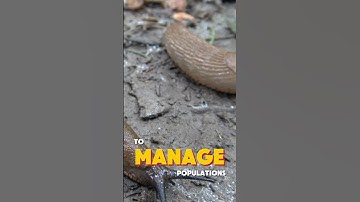 Slug Trap vs. #SlugPellets - I Tested Which One Actually Works