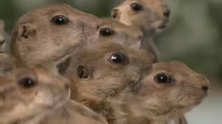 Yoplait Gogurt Commercial With Prairie Dogs