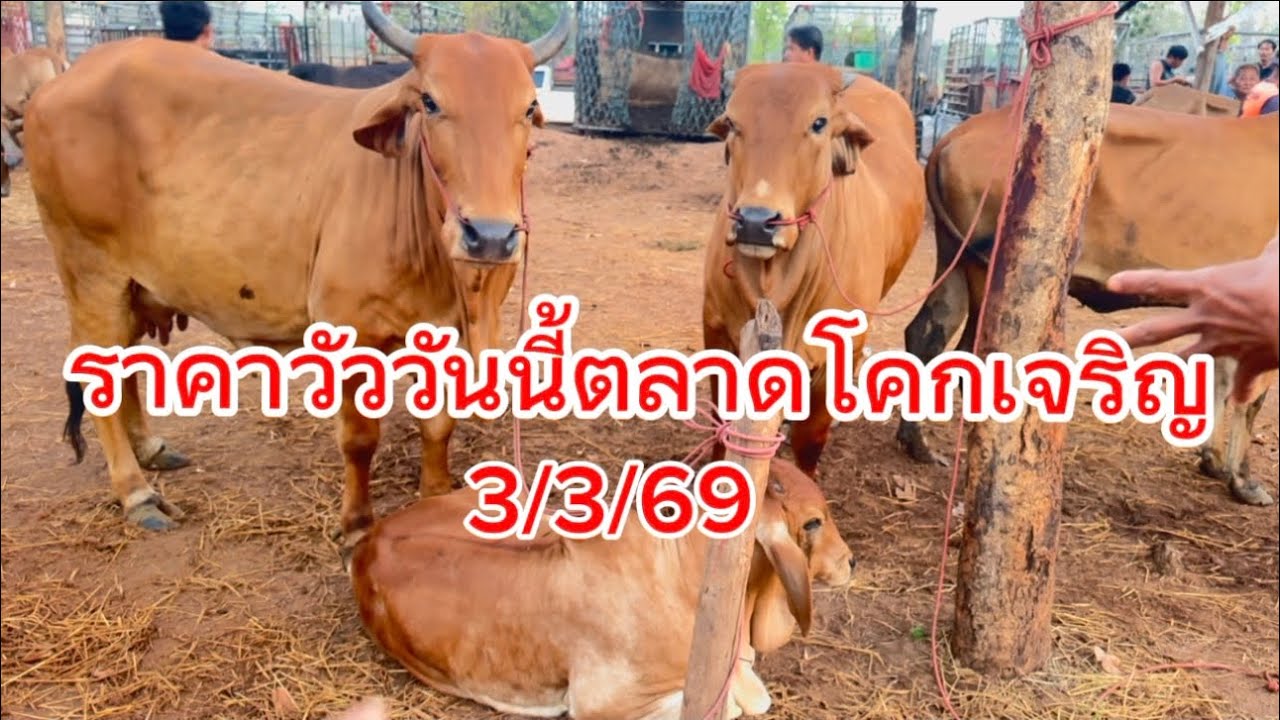 ชมบรรยากาศชื่อขายงัวตลาดโคกเจริญ อ.สว่างแดนดิน จ.สกลนคร#ราคาวัววันนี้ 3/3/69