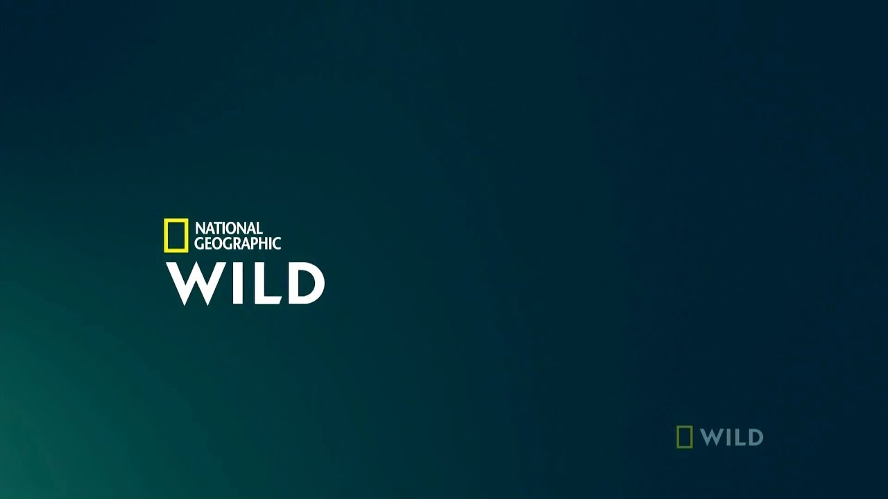 Дикий канал прямой. Nat geo Wild логотип. Канал National Geographic Wild. Wild канал.