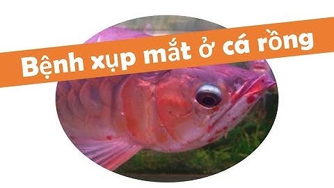 Bệnh xụp (xệ) mắt ở cá rồng