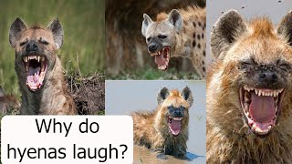 Why do hyenas laugh? by Animal Explorer 36 views 1 year ago 3 minutes, 50 seconds