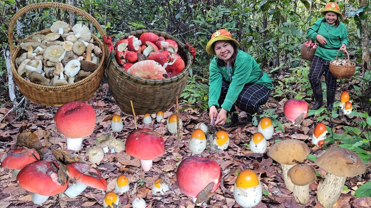 หมาน2ตะกร้าจ้า! เห็ดระโงกเหลืองส้ม​ ก่อแดง​ หน้าแหล่​ เห็ดผึ้งรวม​ หมานๆ 12ก.ย.68