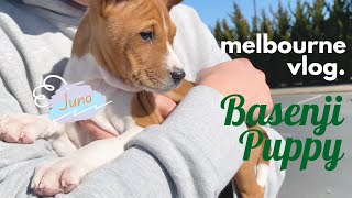 Picking up our Basenji puppy, Juno! | vlog