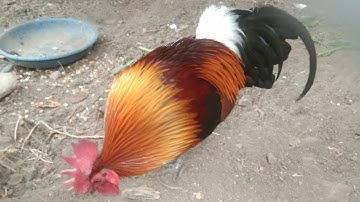 cuab qaib qus 9/3/2023 ua qaib dim