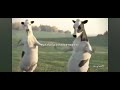 Dancing Cows Back Up To The Beat Madonna BEST PART 1hour 