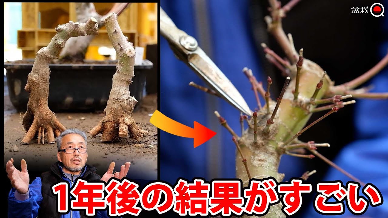 新芽を沢山吹かせるコツと冬の剪定＆畑の素材の1年後。モミジと林檎【盆栽Q】