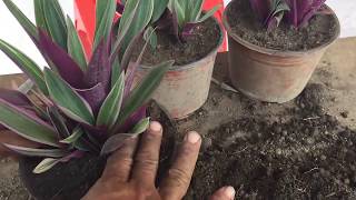 Como reproducir y cuidar la planta de ornato Maguey Rayado