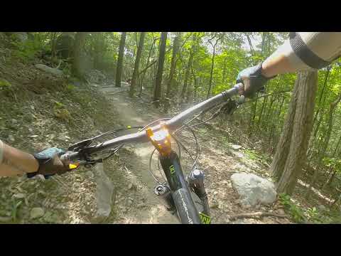 Catovid Trail I