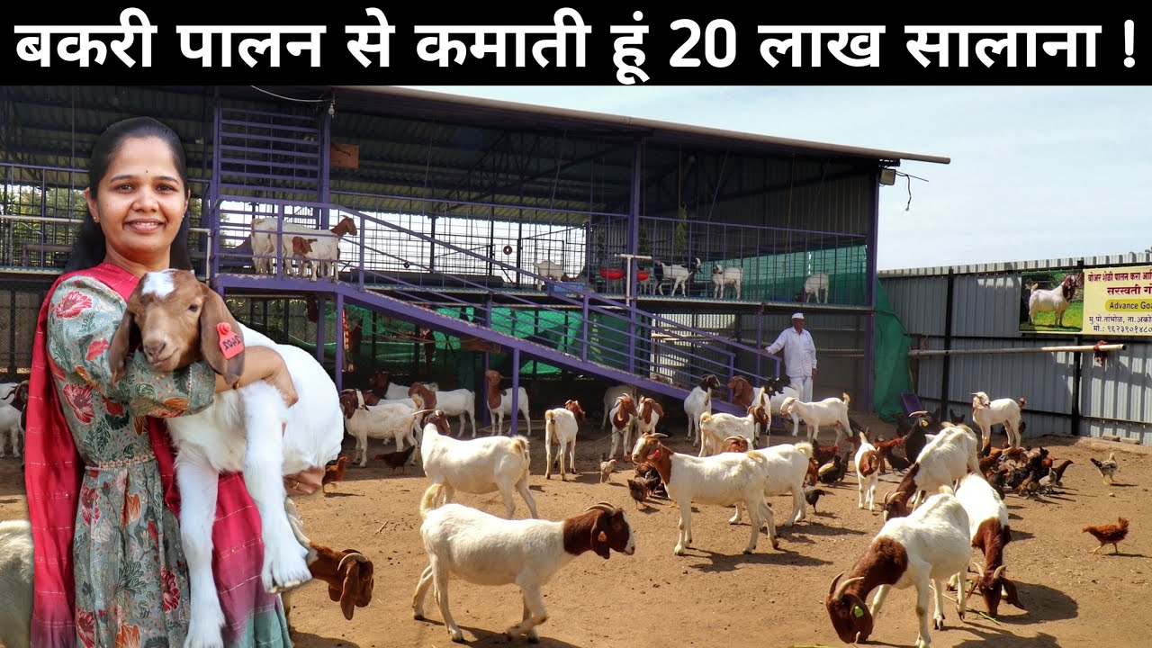 शहर की जिन्दगी छोड़ गांव में आकर ये माहिला Bakri Palan से कर रही हैं लाखों की कमाई । Goat Farming