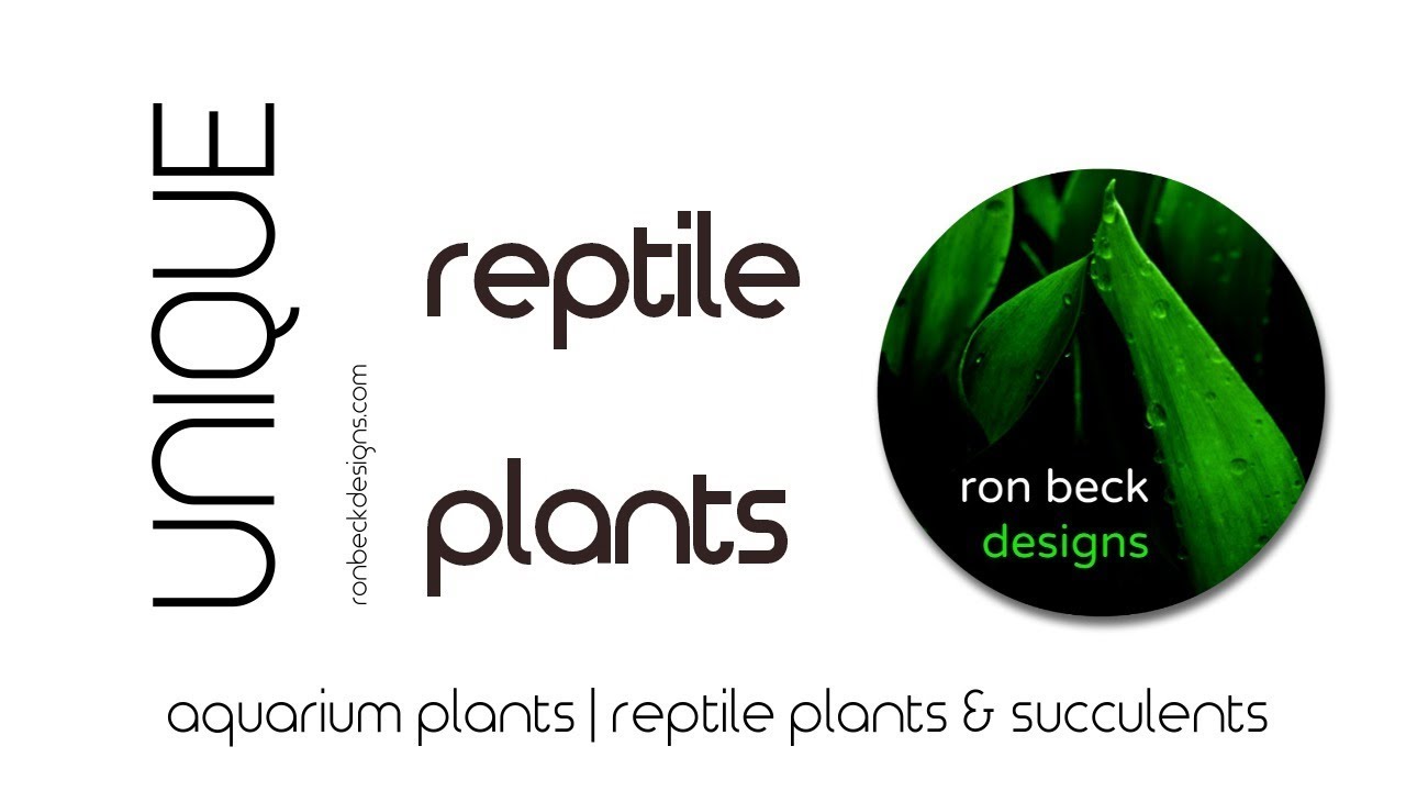 succulents care new reptile terrarium plant designs | ron beck designs 02 2018