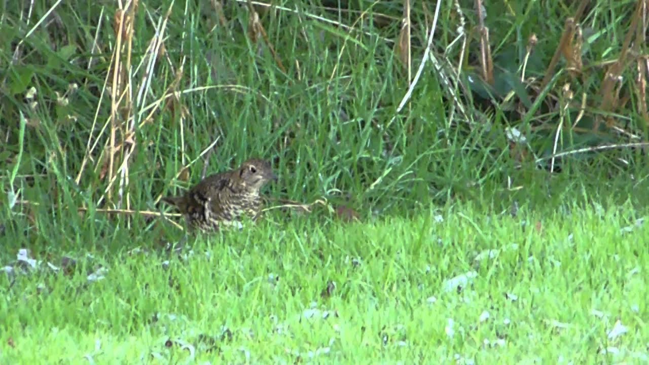White's Thrush, Shetland 