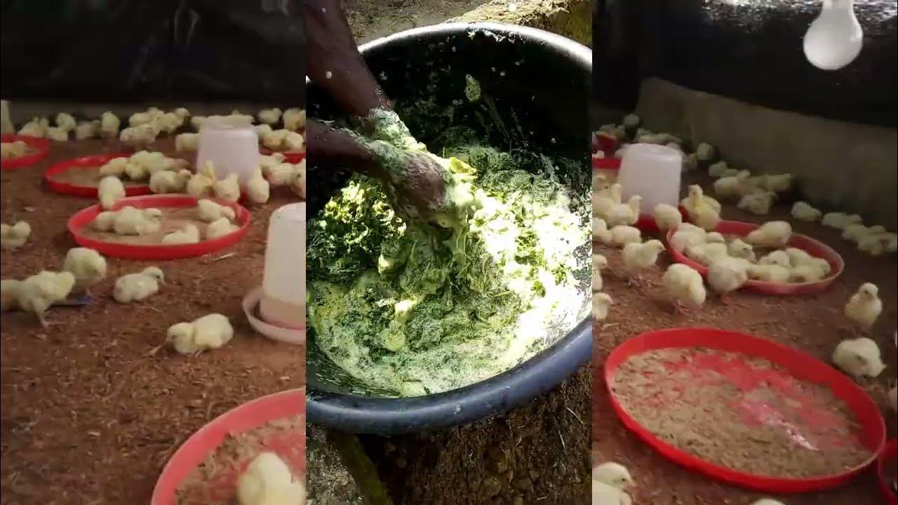 How to treat coccidiosis with bitter leaf extract organic medicine