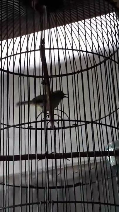 Sirpu full ngekrek panjang tanpa nyiul #Sertu #Cipo #Sirtu