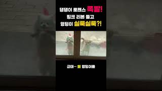 댕댕이 로맨스 폭발!핑크 리본 들고 엉덩이 실룩실룩?!