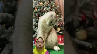 rumah natal untuk kucing #shorts