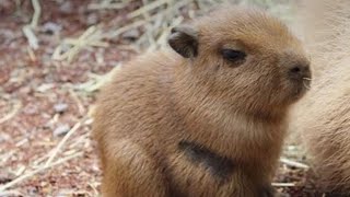 Capybara.