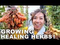 Turmeric & Ginger Harvest + How To Keep Fresh