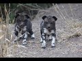New WILD DOG PUPPIES and LEOPARD CUBS