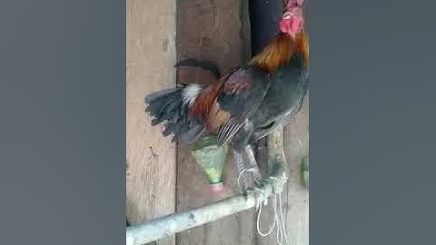 Qaib Qus Txuam Tom 2 Qua zoo 2021. Gà Mồi F2 gáy hay 2021