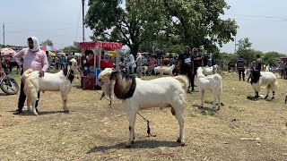 Bhopal Gandhi Nagar Bakra Mandi Bhopal 2024 ( Sunday )