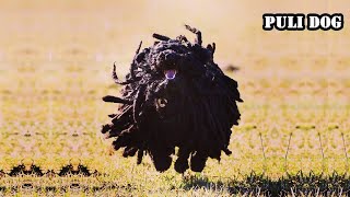 Funniest & Cutest Funny Puli Dog Funny Dog Videos 2023