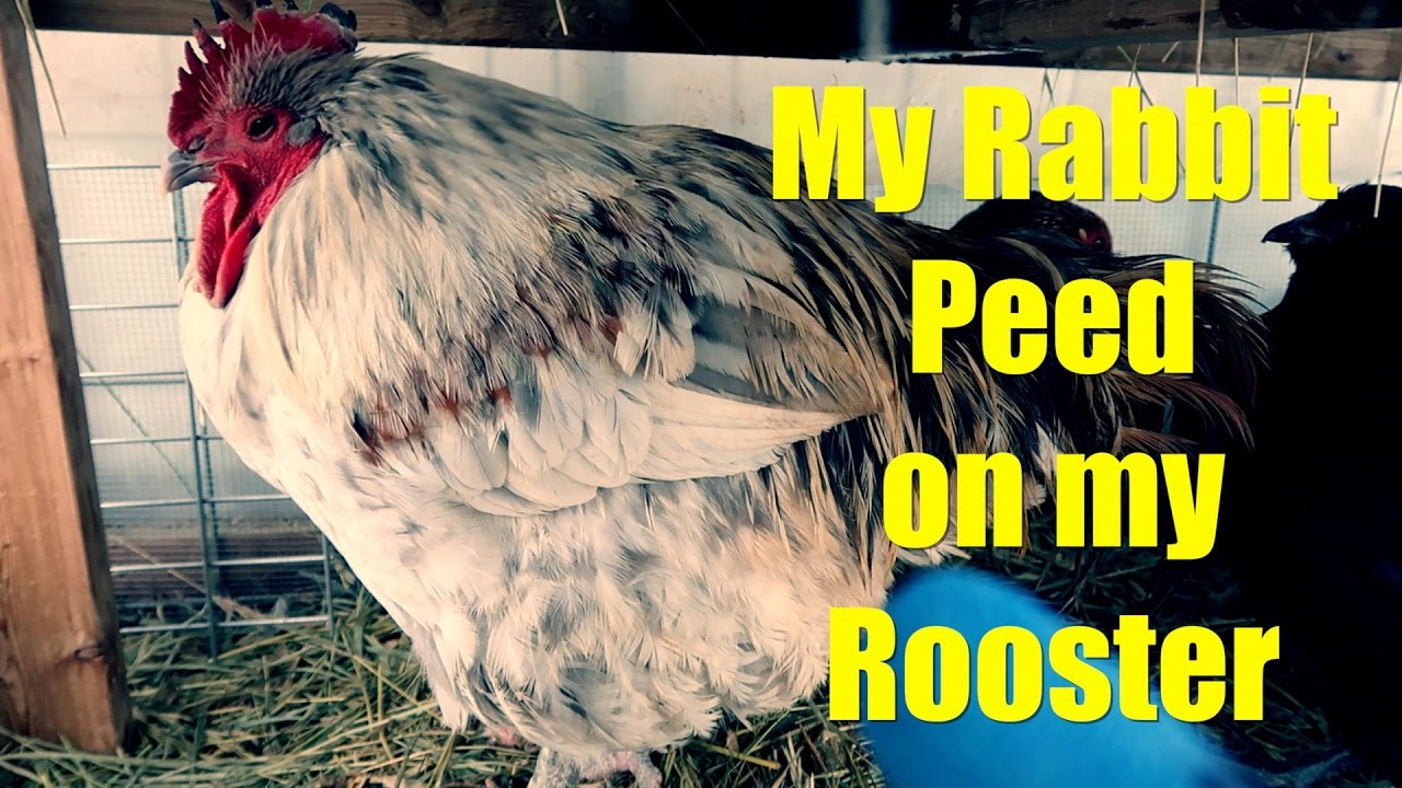 sustainable agricultural practices model My Rabbit Peed on my Rooster