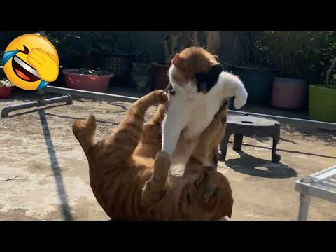 Epic Animal Fails | Funniest Cat and Dog Moments of All Time! - YouTube