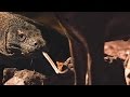 Drogo's Hunting Strategies and Venom