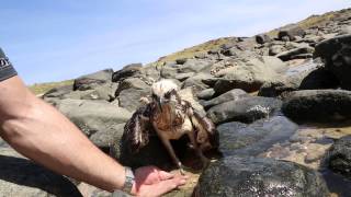 Helping out an eagle