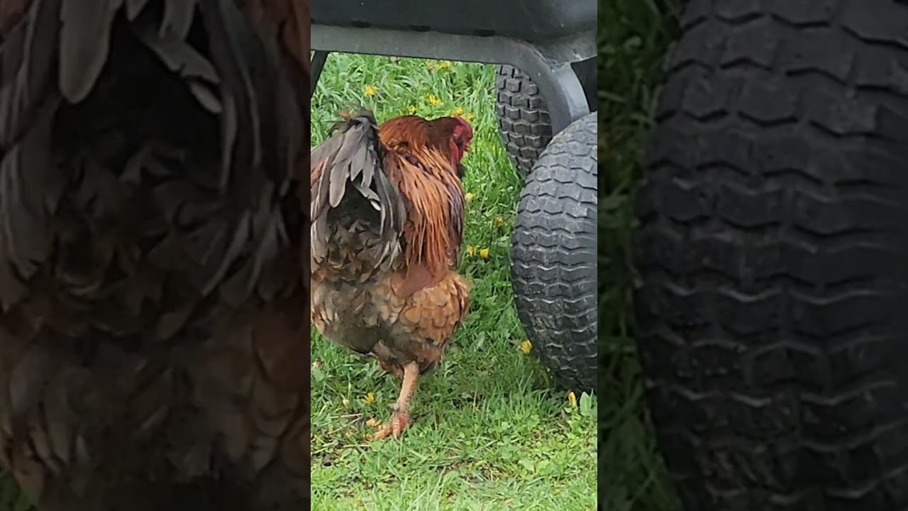 Funny chickens play the hide and seek game. #shorts