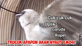 Pancingan trucukan AMPUH❗️untuk mengatasi Trucukan stres dan burung trucuk macet bunyi agar gacor