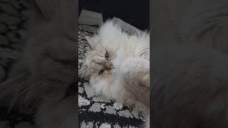 #lila #konusankediler #kedivideoları  #cat #komikkedi #cute #cutecat #funny #kediler #kitten #kedi