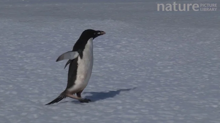 Adelie penguin stealing rock from another penguin for its nest
