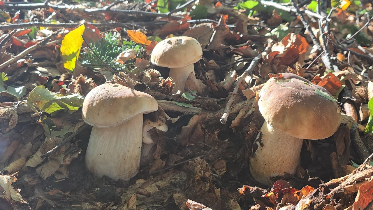 FUNGHI PORCINI | I funghi più spettacolari!