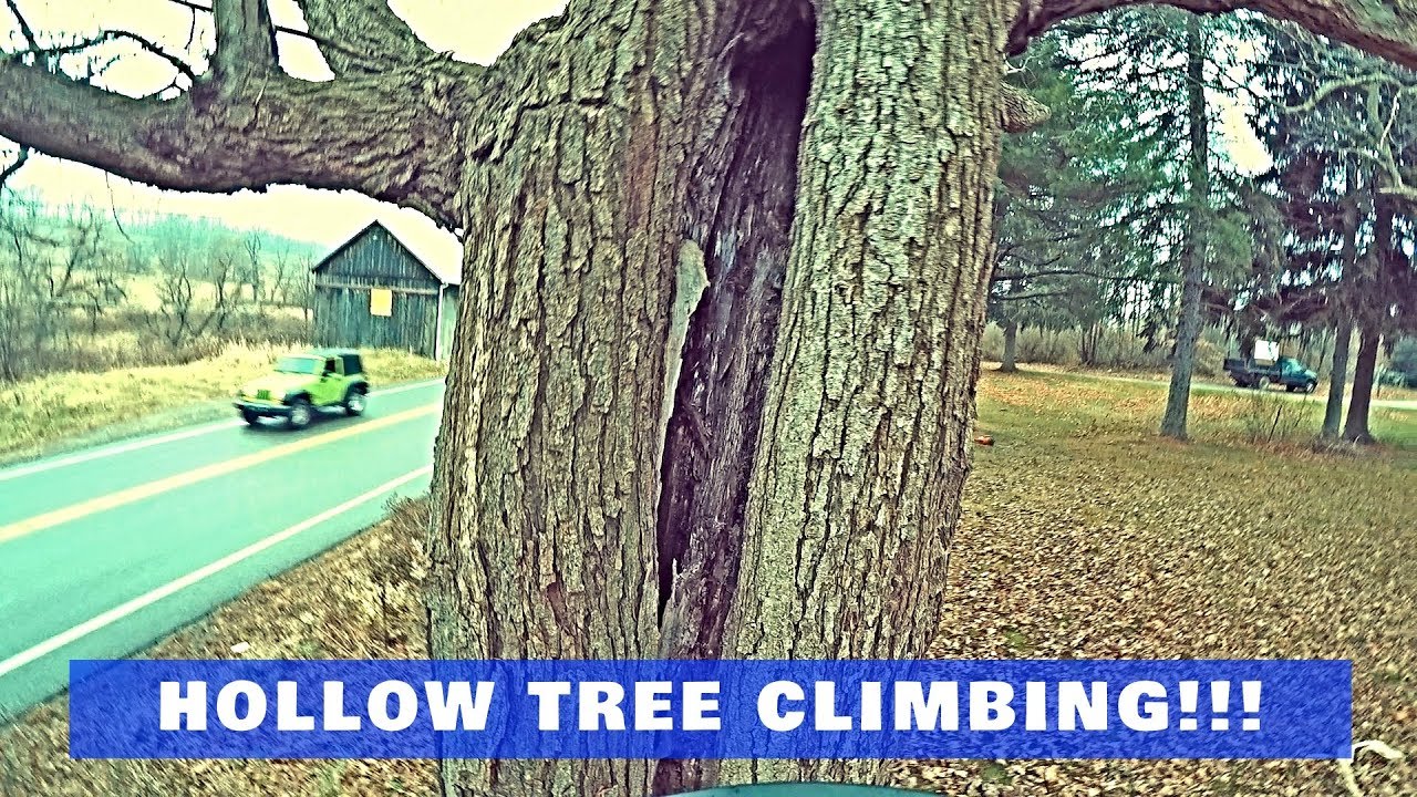 HOLLOW TREE CLIMBING!!! ARBORIST TREE REMOVAL