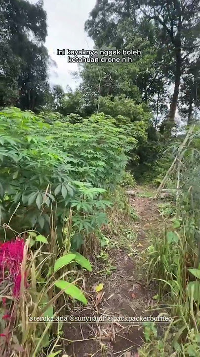 Ladang Ganja Yang disembunyikan