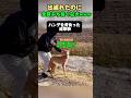 出遅れた イッヌが チートすぎた件www