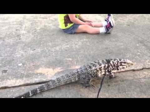 Gator My Columbian Tegu Outside Youtube