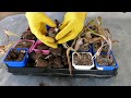 ГИАЦИНТЫ// Хранение луковиц гиацинтов летом