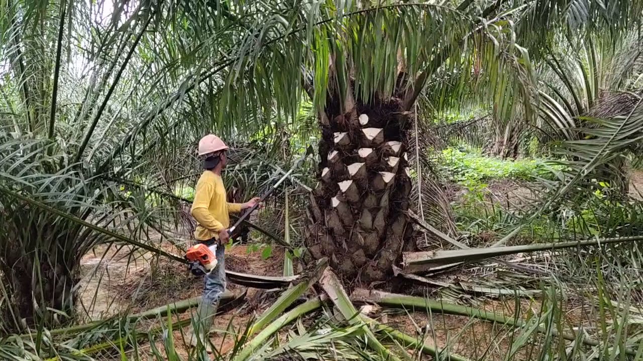 Prunning atau tunas Kelapa sawit menggunakan mesin Cantas YouTube