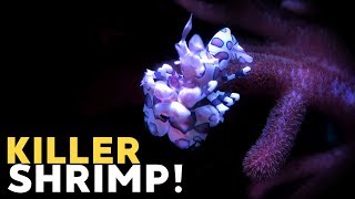 Hand-feeding Harlequin Shrimp, removing Asterina Starfish!
