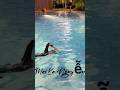 #swimming#swimmin#swim #lanbien #swimmingpool #xuhuongtiktok #xuhuongyoutube #girl #gáixinh #summer