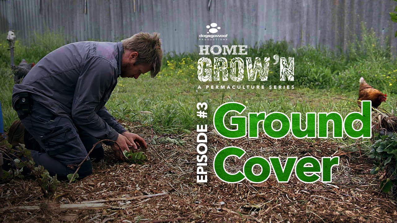 EP #3: Stop Trees Scorching with Ground Cover | Home Grow'n