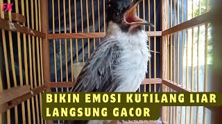 Download Lagu Suara pikat Burung Kutilang Gacor, Bikin emosi Kutilang liar langsung nyambar  MP3