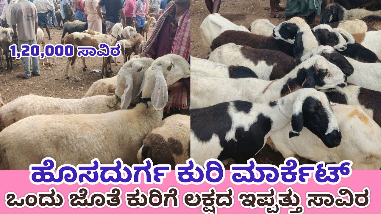 ಹೊಸದುರ್ಗ ಕುರಿ ಮಾರ್ಕೆಟ್ ಒಂದು ಜೊತೆ ಕುರಿಗೆ ಲಕ್ಷದ ಇಪ್ಪತ್ತು ಸಾವಿರ Hosadurga Sheep Market
