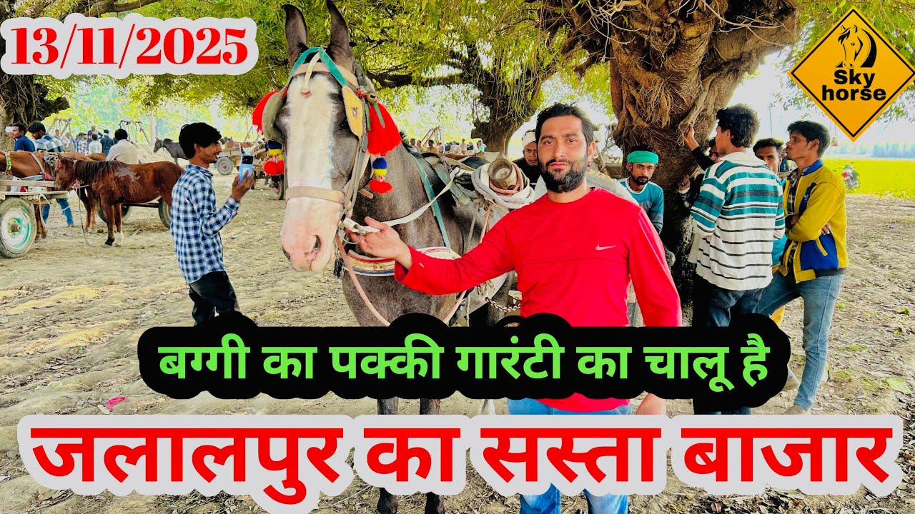 जलालपुर का सस्ता घोड़ा बाज़ार | #skyhorse